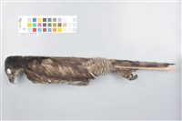 鳳頭蒼鷹藏品圖，第1張